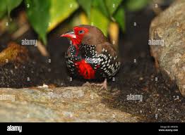 Image result for Alectra picta