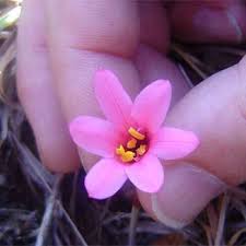 Image result for Cyrtanthus galpinii