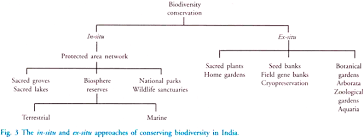 Conservation Of Biodiversity 2 Ways With Diagram Biology