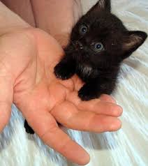 Baby Black And Orange Kitten Imgur Cute Baby Animals Cute Black Kitten Cute Cats