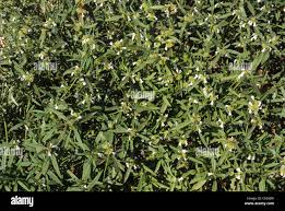 Image result for Leucas neuflizeana