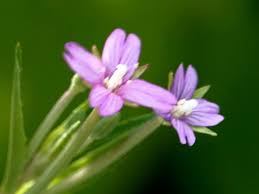 Image result for Epilobium salignum