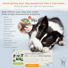 Image result for Tick Paralysis