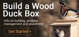 Its success at creating a safe haven for nesting birds led to its recommendation by both the minnesota waterfowl association and the wood duck society. Wood Duck Resources