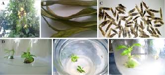 Image result for Markhamia tomentosa