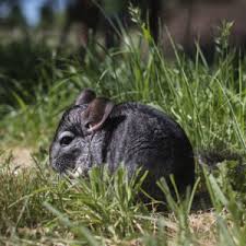 Chinchillas have an inquisitive and gentle nature, but also have a lot of energy & can jump 6+ feet. Adoption Centres How We Can Help You Support Adoption For Pets