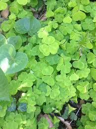 Cet arbre se développe de préférence en situation ensoleillée. Loulougourmet L Oxalis Petite Oseille Sauvage