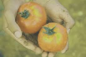 Frutas Y Verduras Ecologicas En Huecas Toledo Cesta Ecologica