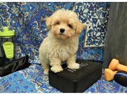 However, free maltese dogs and puppies are a rarity as rescues usually charge a small adoption fee to cover their expenses (usually less than $200). Maltipoo Puppies Petland Orlando South