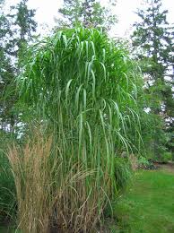 Image result for Miscanthus violaceus