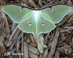 Luna Moth Arthropod Museum Cool Insects Moth Beautiful Butterflies