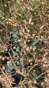 Image result for Crambe kilimandscharica