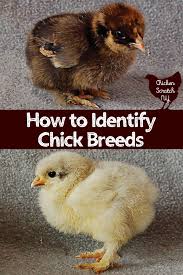 how to identify chick breeds