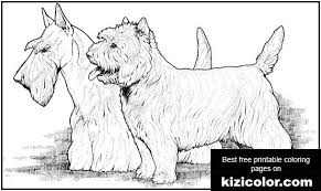 Polish your personal project or design with these scottish terrier transparent png images, make it even more personalized and more attractive. Scottish Free Printable Coloring Pages For Girls And Boys