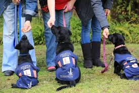 Discover the wide selection of dogs and puppies needing good homes in south africa and surrounding areas to find your next furry friend, including a large selection of different breeds. Puppy Raising And Dog Fostering S A Guide Dogs