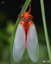 Image result for Macrotyloma ellipticum