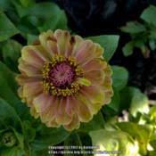 Light burgundy to a smokey pink with an undertone of light green in the centers. Zinnia Zinnia Elegans Queen Red Lime Garden Org