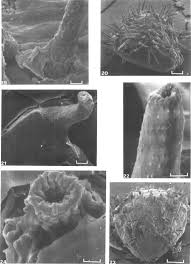 Image result for Nesaea sarcophylla