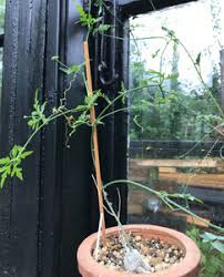 Image result for Kedrostis nana