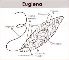 We did not find results for: An Outline Vector Illustration Of Euglena Cross Section Diagram Representative Protists Euglenoid Plant Like And Animal Like Microscopic Creature With All Cell Parts Nucleus Flagellum Eyespot Basal Body Pellicle Mitochondrion Royalty Free
