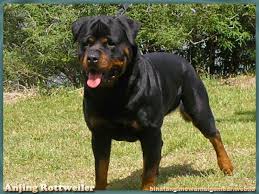Blakcki anjing yang pintar, dan moci pun simpanse yang cerdik, jadi mereka tetap akur. Nama Binatang Dari Huruf R Nama Gambar Binatang Anjing Rottweiler Ras Anjing Binatang