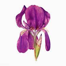 Download Premium Vector Of Vintage Iris Flower Illustration Vector 2098391 Flower Illustration Iris Flowers Flower Painting