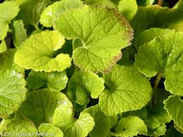 Image result for Carvalhoa campanulata