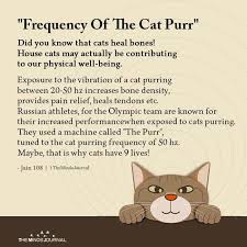 Frequency Of The Cat Purr Did You Know That Cats Heal Bones In 2020 Cat Purr Purring Cats