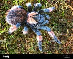 Image result for Emilia brachycephala