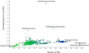 Image result for Pilostyles aethiopica