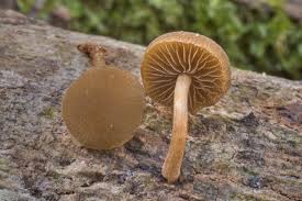 Image result for Simocybe centunculus