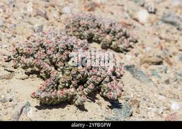 Image result for Aptosimum marlothii