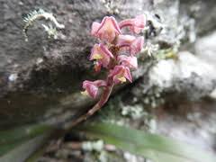 Image result for Satyrium kitimboense