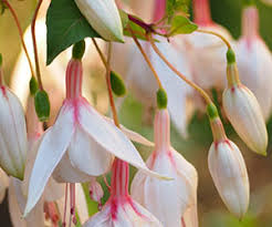 You can also use tomato fertilizers but they must be used at ½ strength. Chempak Fertiliser Guide Thompson Morgan