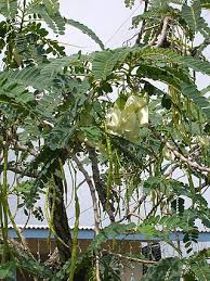 Image result for Sesbania keniensis