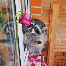 Le clonage est une solution technique à l'impossibilité de faire le deuil d'un être aimé, en l'occurrence un animal de compagnie. Raccoonzs On Instagram Raccoon With Flower Raccoon Raccoondog Cute Cuteraccoon Funnyanimals Fu Pet Raccoon Raccoon Funny Cute Raccoon