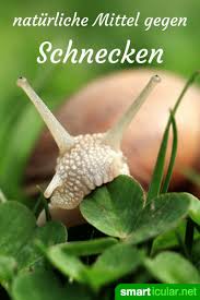 Im häuslichen garten tummeln sich eine vielzahl von kleinen und großen lebewesen. 4 Naturliche Mittel Gegen Schnecken Im Garten
