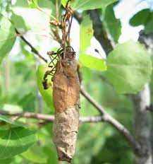 Check spelling or type a new query. Entomologia Agraria Sigaraio Della Vite