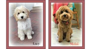 goldendoodle coat types and textures