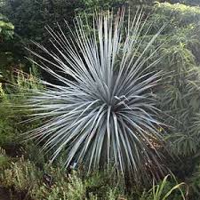 Image result for Nelsonia smithii
