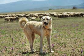 With its roots in turkestan. Kangal Steckbrief Charakter Wesen Und Haltung