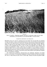 Image result for Loudetia kagerensis