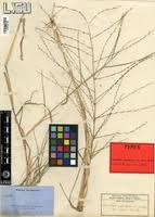 Image result for Trichoneura grandiglumis