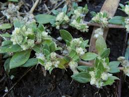 Image result for Guilleminea densa