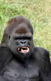 Gorilla Scary Animals Wild Silverback Gorilla Mountain Gorilla
