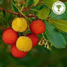 With its twisted, glossy reddish trunks, pretty fruit, and perky little flowers, this strawberry tree is sure to fit nicely into many garden situations and conditions. Arbutus Unedo Evergreen Strawberry Trees