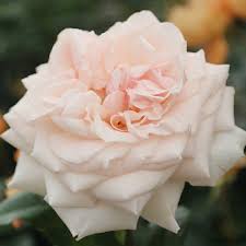 Check spelling or type a new query. Buy Rose Penny Lane Climbing Rosa Penny Lane Hardwell Pbr 29 99 Delivery By Crocus