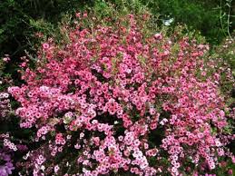 Epingle Sur Jardin
