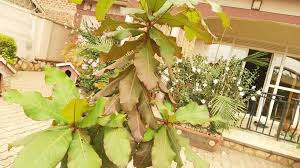 Image result for Terminalia macroptera