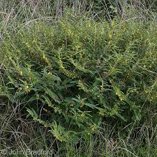 Image result for Chamaecrista